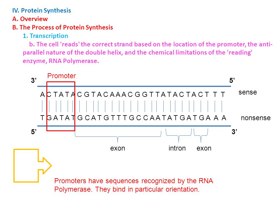 IV. Protein Synthesis A. Overview. B. The Process of Protein Synthesis. 1. Transcription.