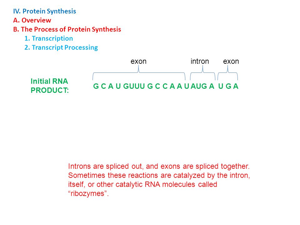 IV. Protein Synthesis A. Overview. B. The Process of Protein Synthesis. 1. Transcription. 2. Transcript Processing.