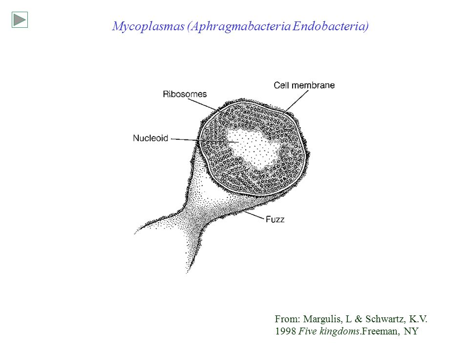 Mycoplasmas (Aphragmabacteria Endobacteria)