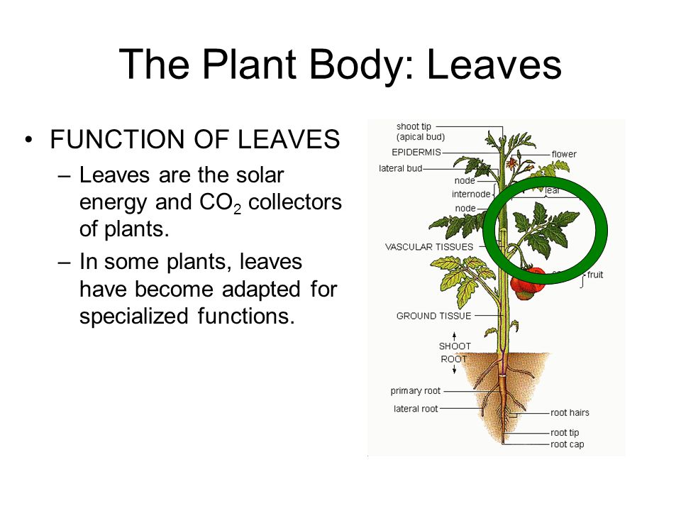 What is the function of a leaf in a plant Leaves Form Function Ppt Video Online Download