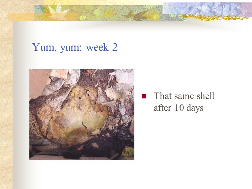 Yum, yum: week 2 That same shell after 10 days