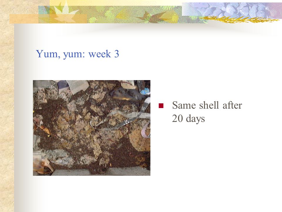 Yum, yum: week 3 Same shell after 20 days
