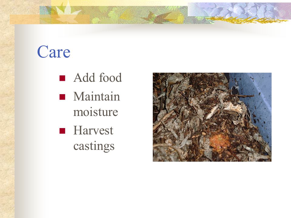 Care Add food Maintain moisture Harvest castings
