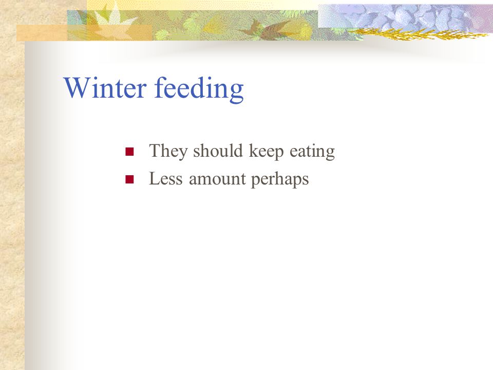 Winter feeding They should keep eating Less amount perhaps