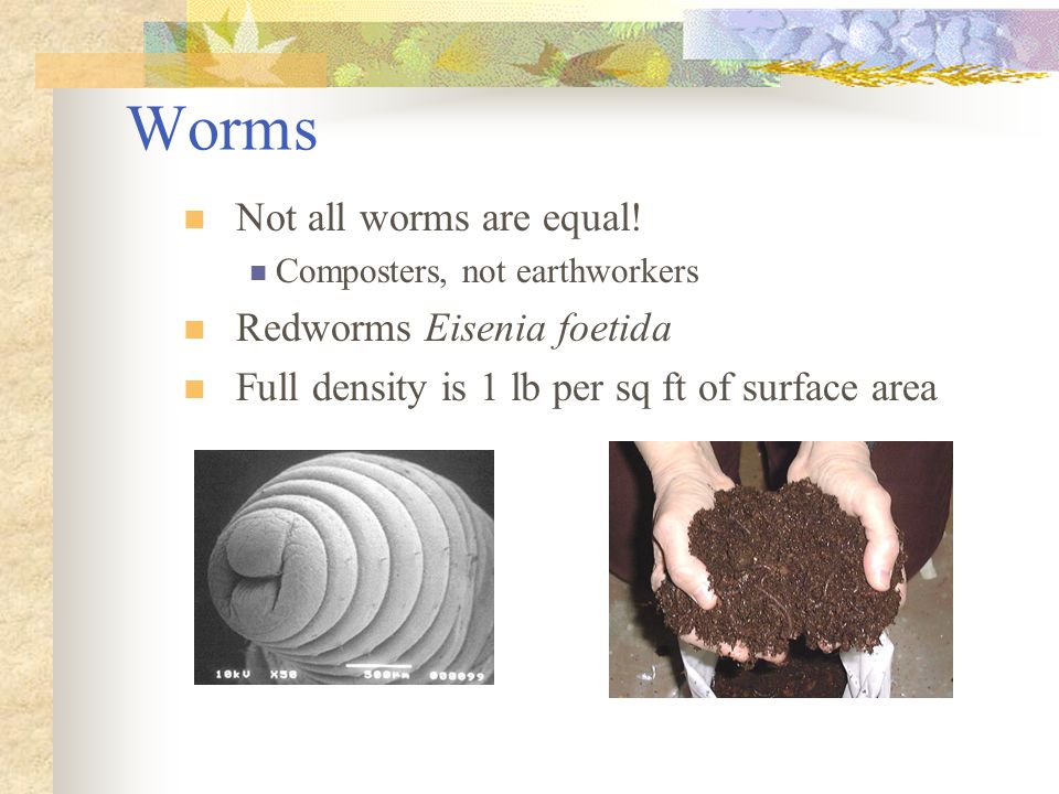 Worms Not all worms are equal! Redworms Eisenia foetida