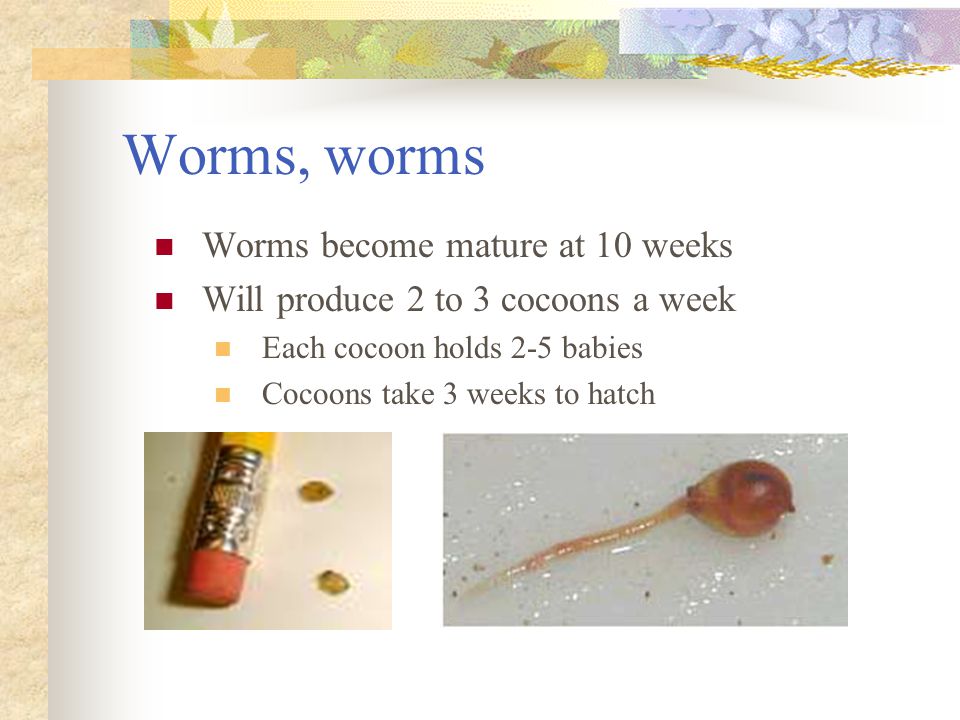 Worms, worms Worms become mature at 10 weeks