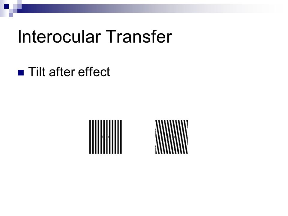 Interocular Transfer Tilt after effect