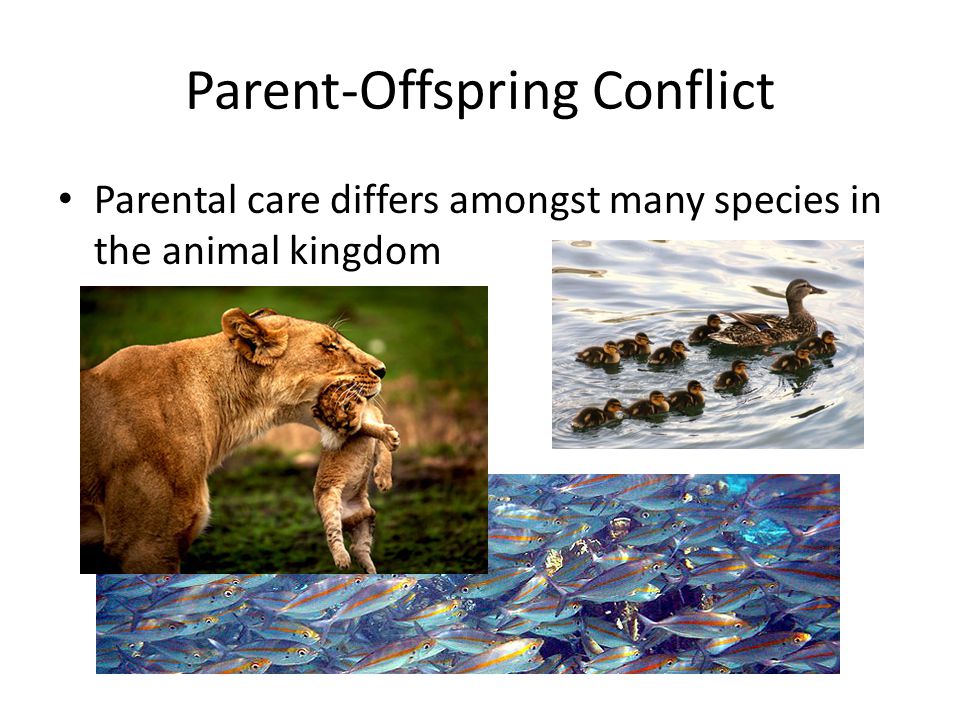 Parental Care and Family Conflicts - ppt video online download