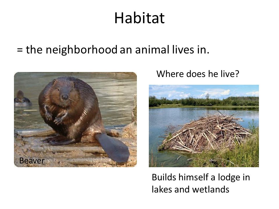 Habitat and Adaptations - ppt download
