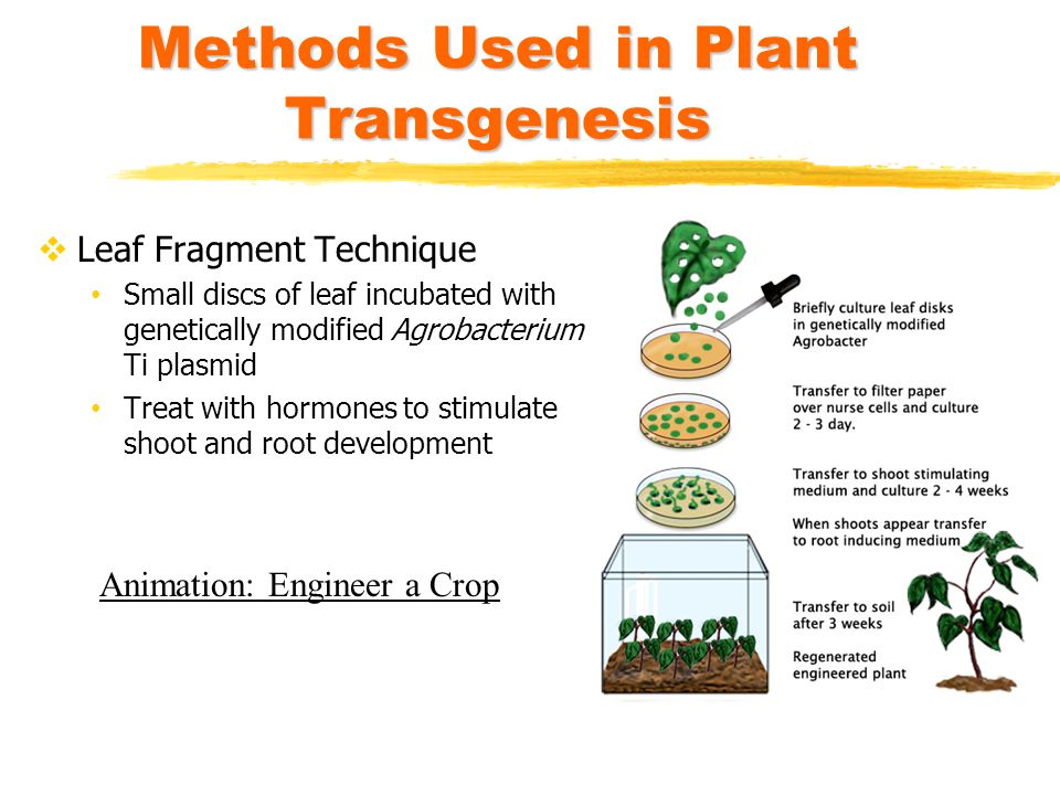 Methods Used in Plant Transgenesis