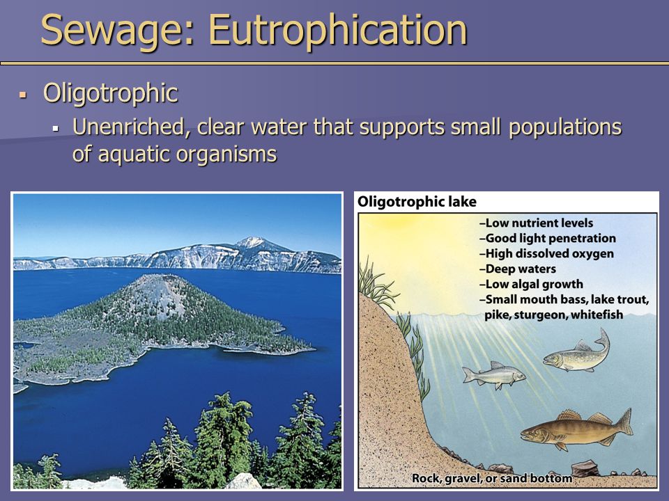 Sewage: Eutrophication