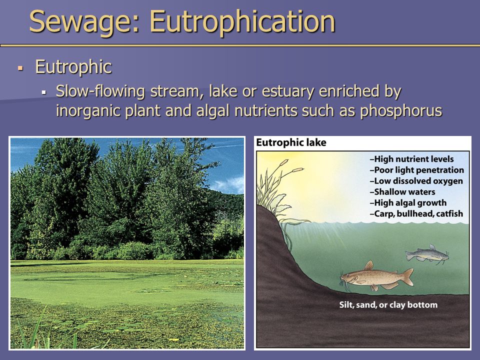 Sewage: Eutrophication