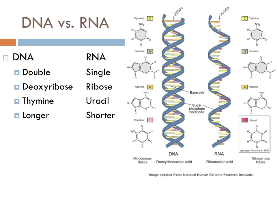 DNA vs. RNA DNA RNA Double Single Deoxyribose Ribose Thymine Uracil.