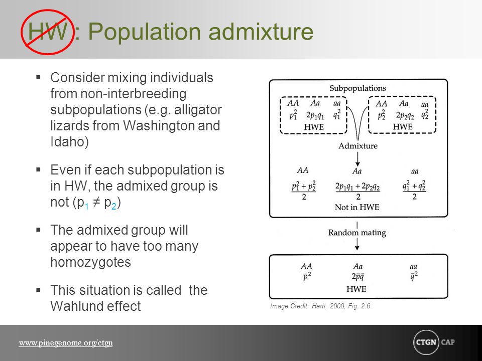HW : Population admixture