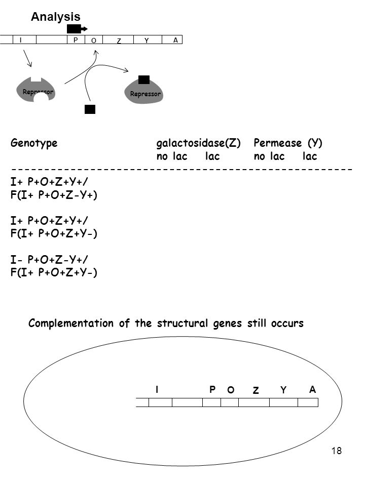 Lac Operon Ppt Video Online Download