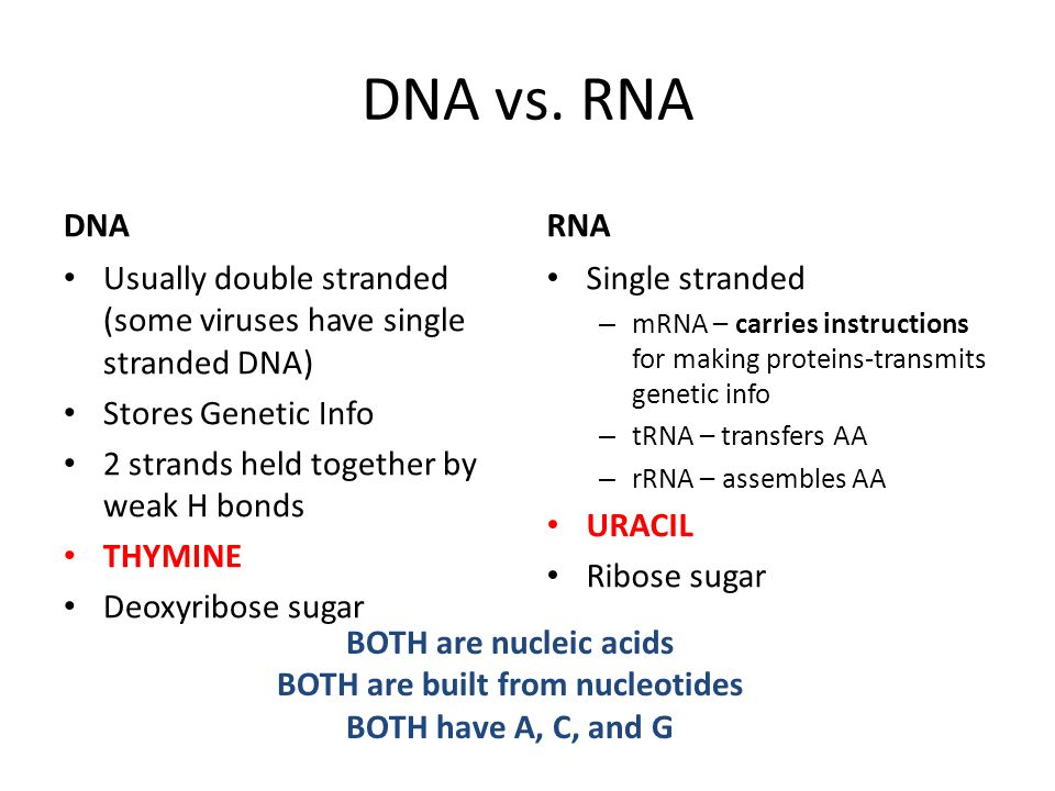 Dna Vs Rna Chart