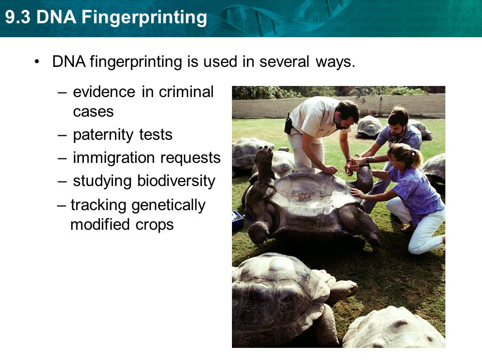 DNA fingerprinting is used in several ways.