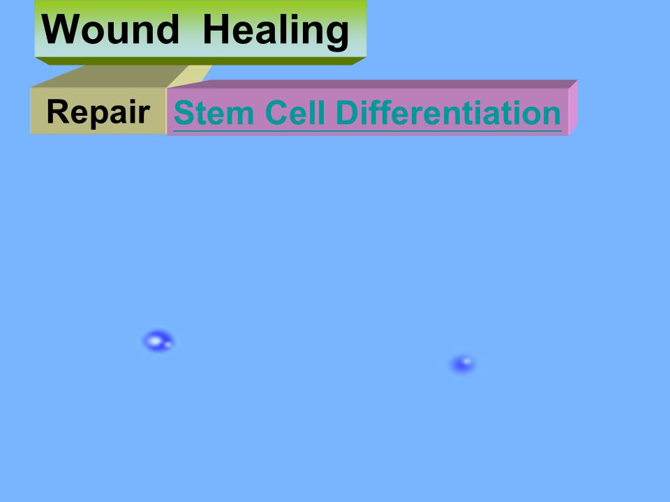 Wound Healing Repair Stem Cell Differentiation