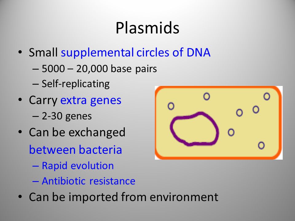 Plasmids Small supplemental circles of DNA Carry extra genes