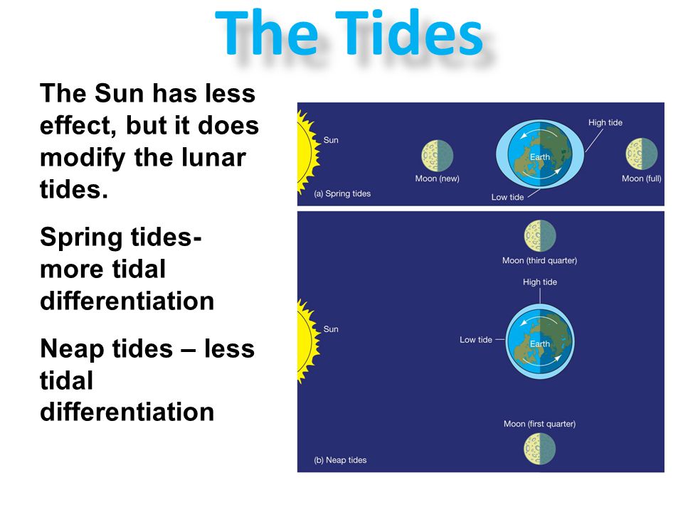 The Tides The Sun has less effect, but it does modify the lunar tides.
