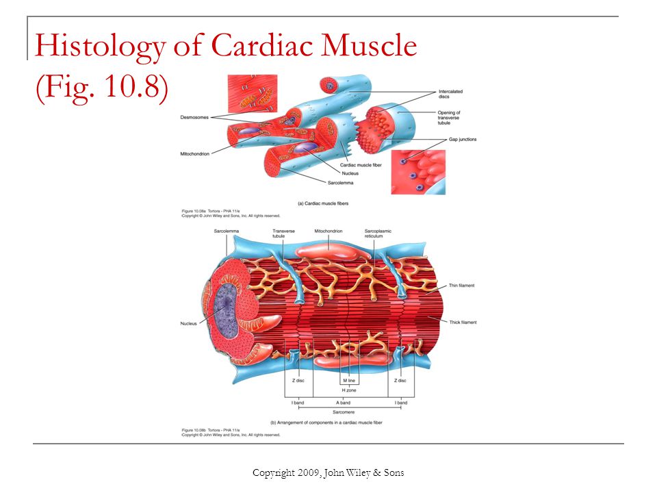 pics Cardiac Muscle Fibers John Wiley chapter 10 muscular tissue ppt download