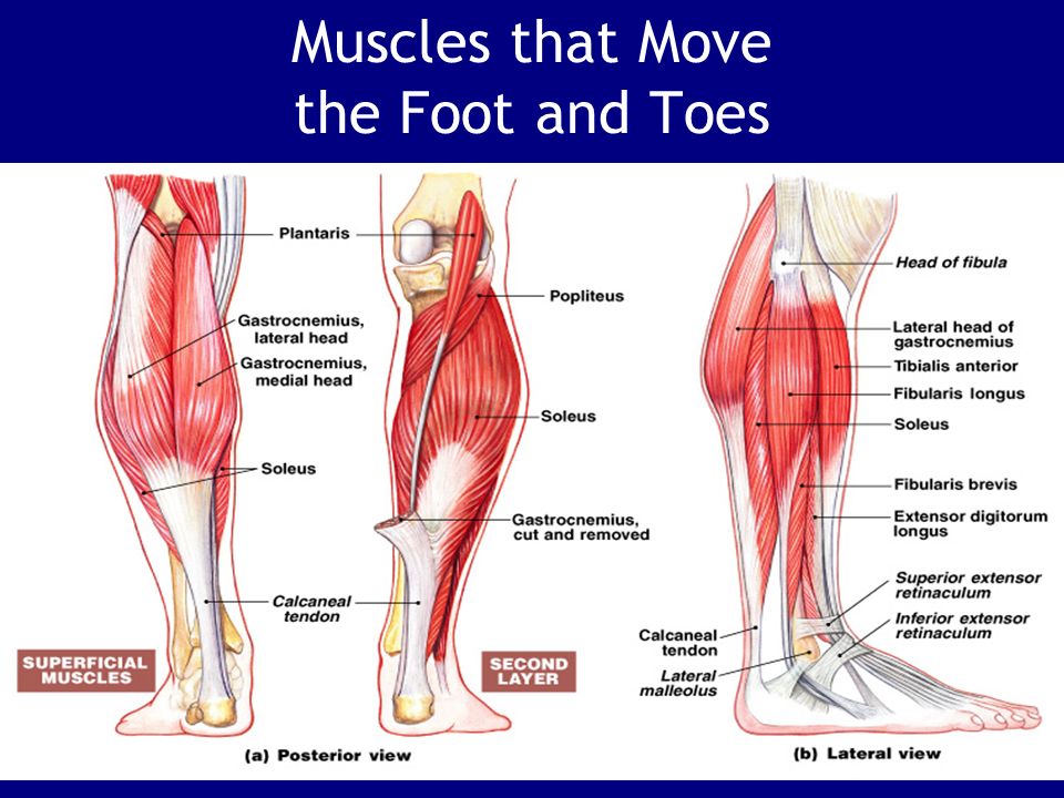 Chapter 11 The Muscular System Ppt Video Online Download