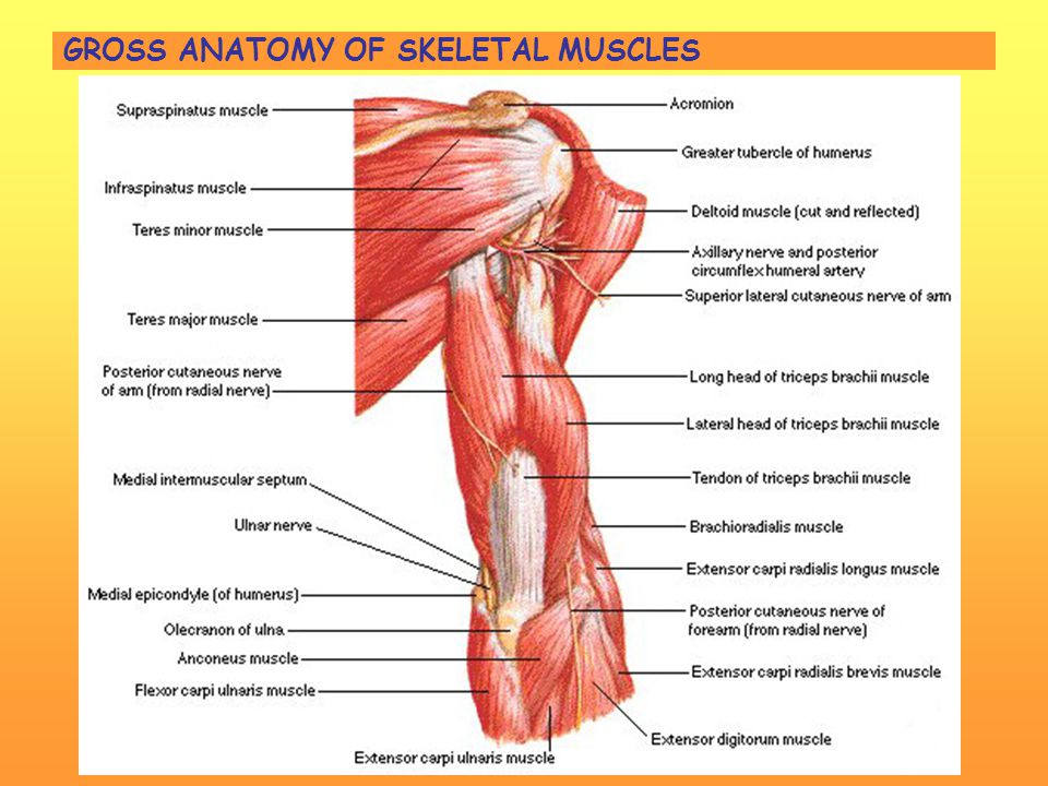 Gross anatomy of skeletal muscles.