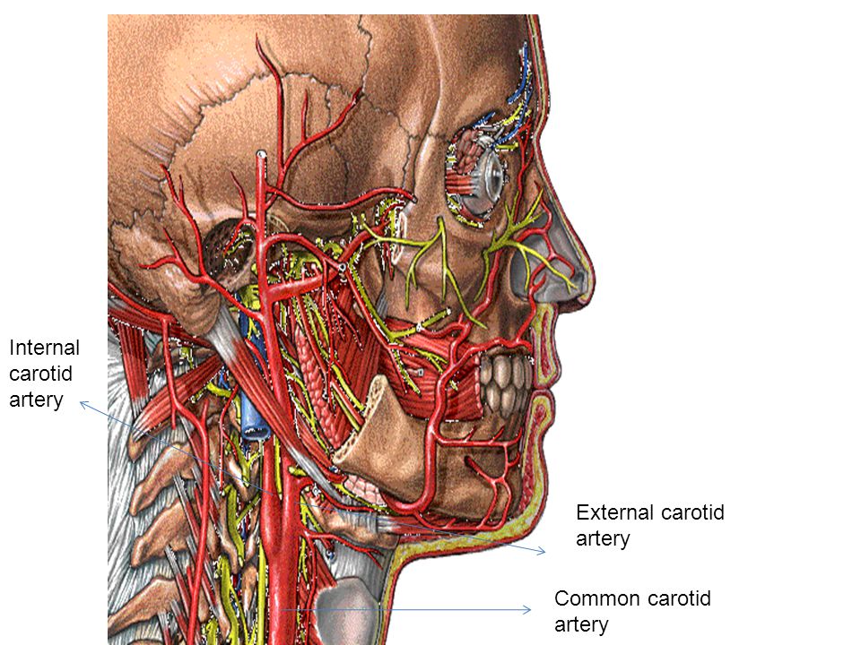 Сонные артерии на шее человека фото. Наружная Сонная артерия анатомия. Внутренняя Сонная артерия анатомия.