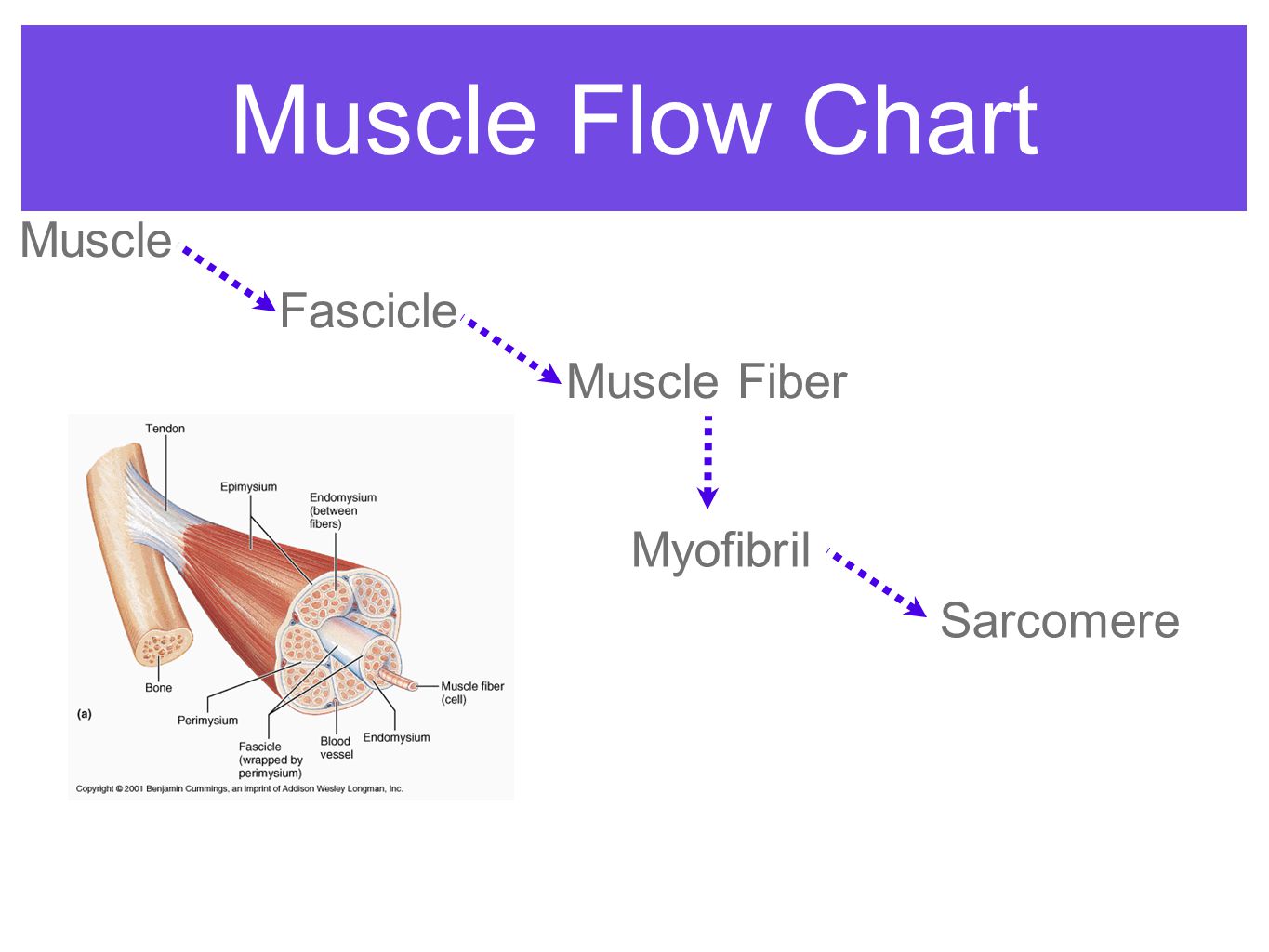 Muscular System Flow Chart