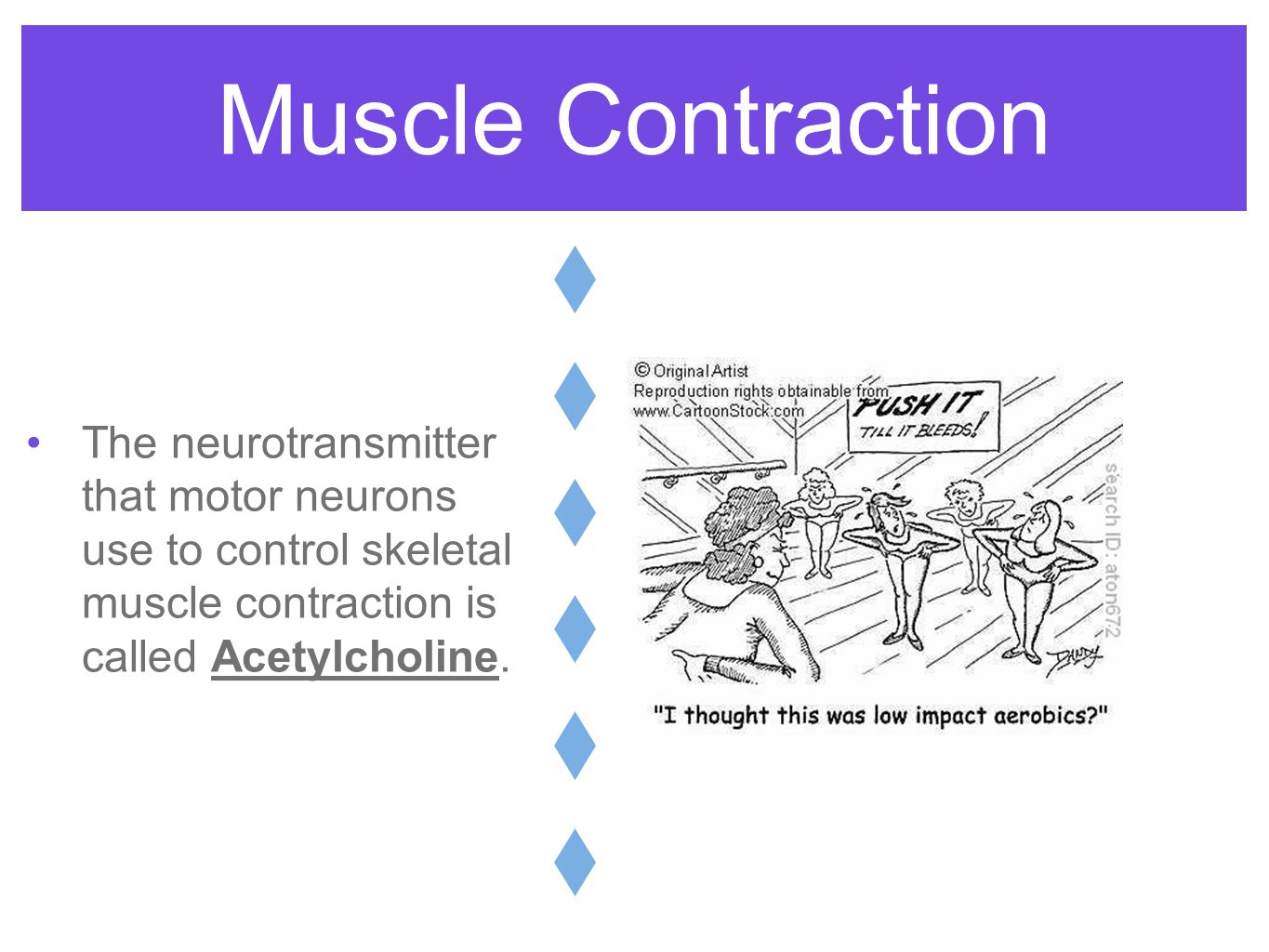 Muscle Contraction Flow Chart