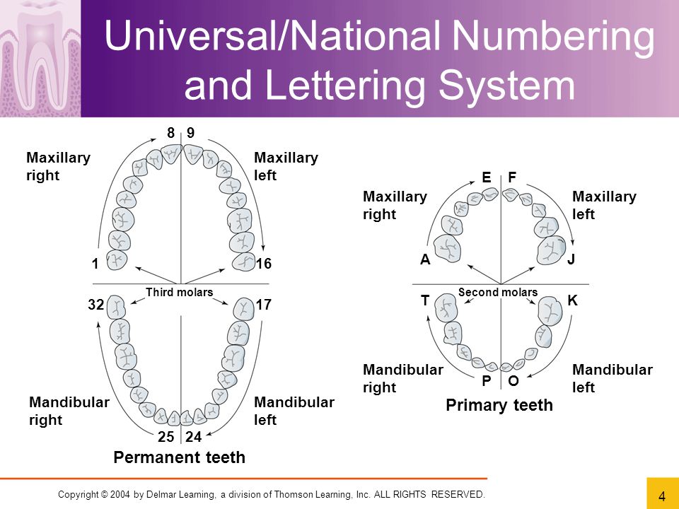 Dental Charting Symbols And Meanings: A Visual Reference of Charts