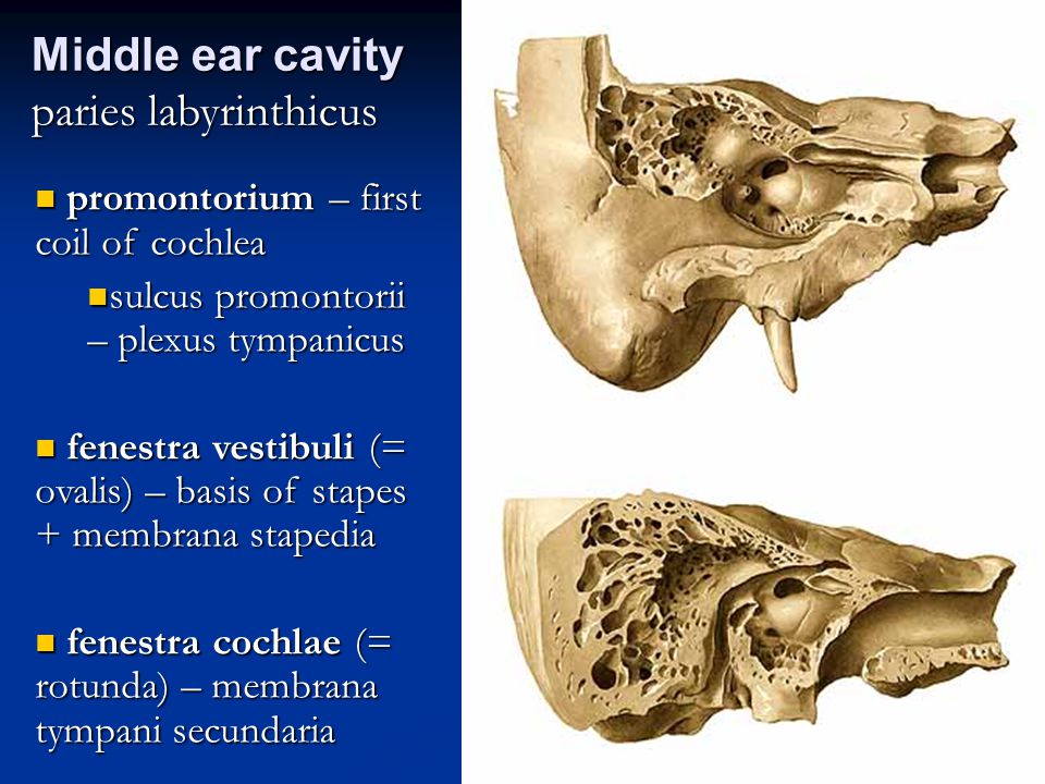 Middle ear cavity paries labyrinthicus