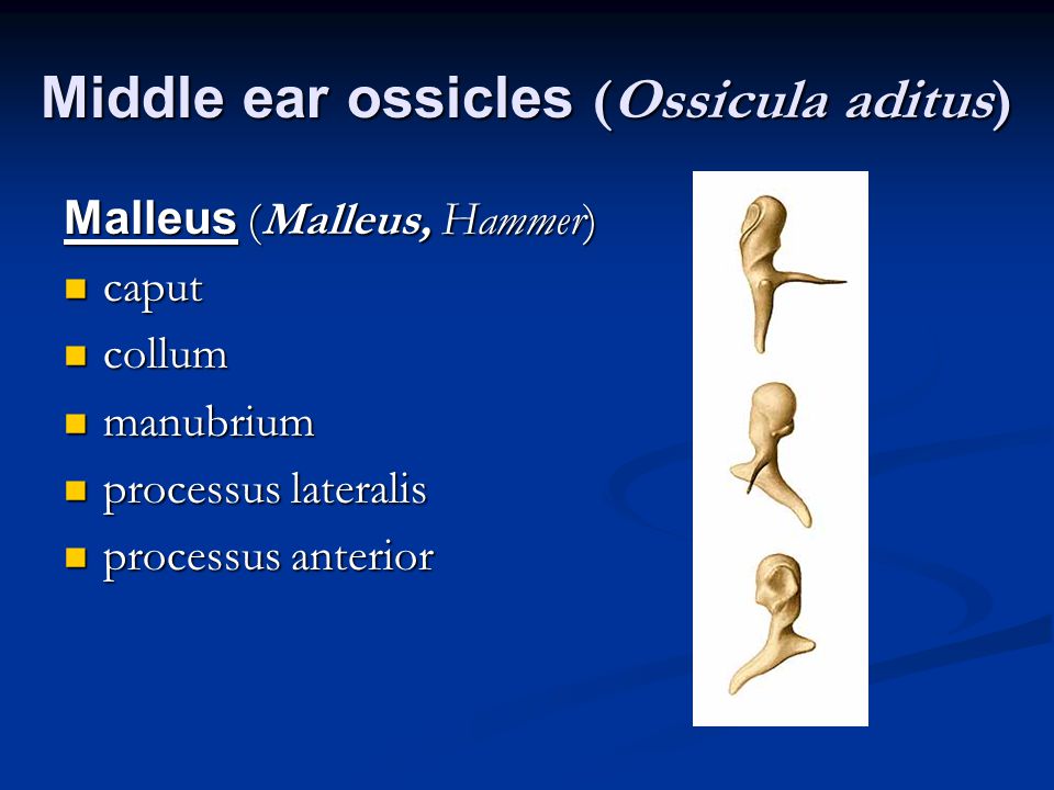 Middle ear ossicles (Ossicula aditus)