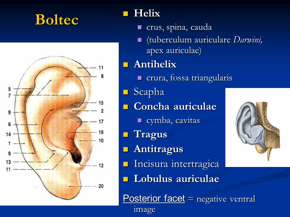 Boltec Helix Antihelix Scapha Concha auriculae Tragus Antitragus