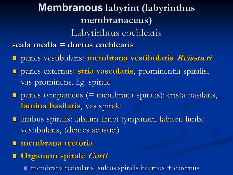 Membranous labyrint (labyrinthus membranaceus) Labyrinhtus cochlearis
