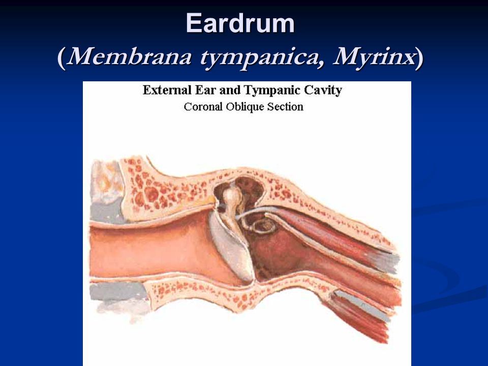 Eardrum (Membrana tympanica, Myrinx)