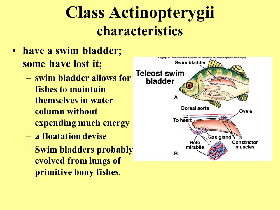 class osteichthyes characteristics