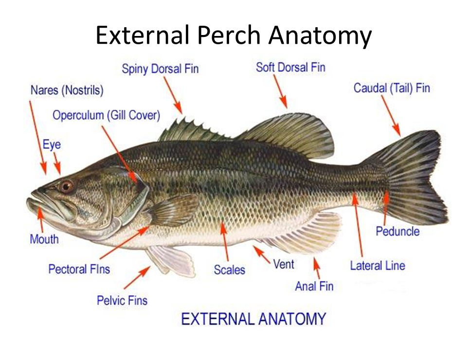 External Perch Anatomy.