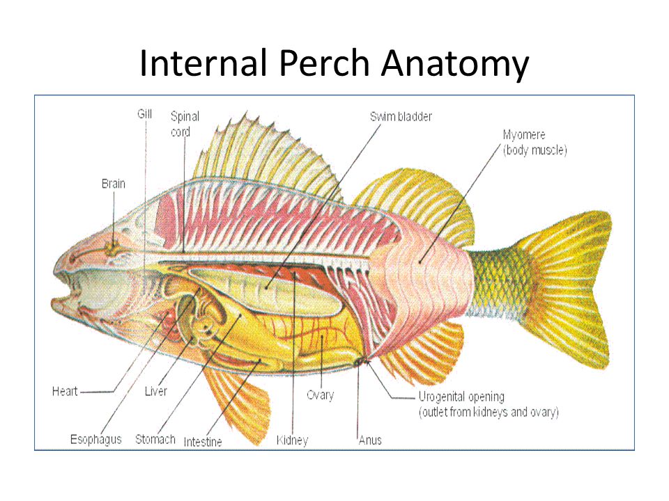 Internal Perch Anatomy.