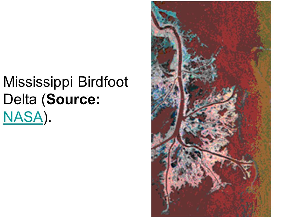 Mississippi Birdfoot Delta (Source: NASA).