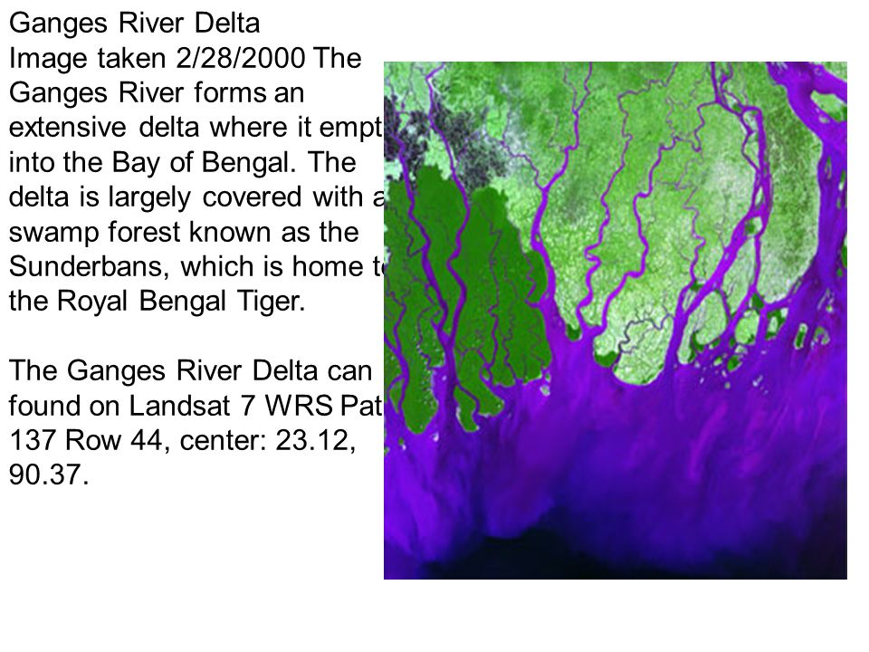 Ganges River Delta Image taken 2/28/2000 The Ganges River forms an extensive delta where it empties into the Bay of Bengal. The delta is largely covered with a swamp forest known as the Sunderbans, which is home to the Royal Bengal Tiger.