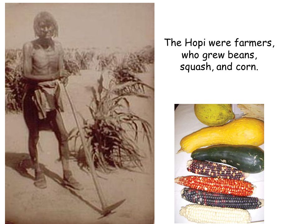The Hopi were farmers, who grew beans, squash, and corn.