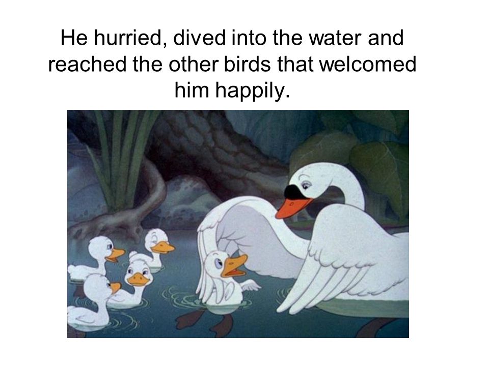 He hurried, dived into the water and reached the other birds that welcomed him happily.