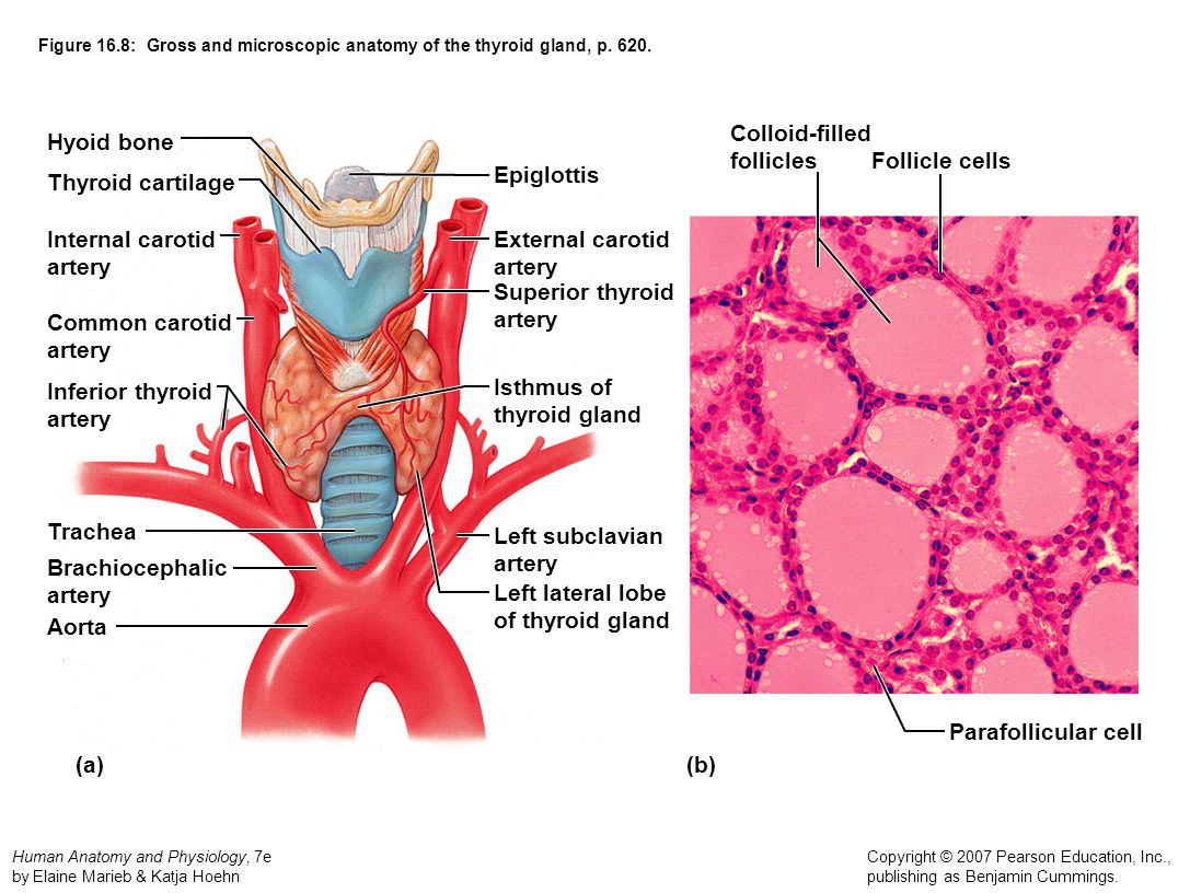 Структурные изменения щитовидной. Тироциты щитовидной железы строение. Клетки щитовидной железы гистология. Строение щитовидной железы гистология. Строение клеток щитовидной железы.