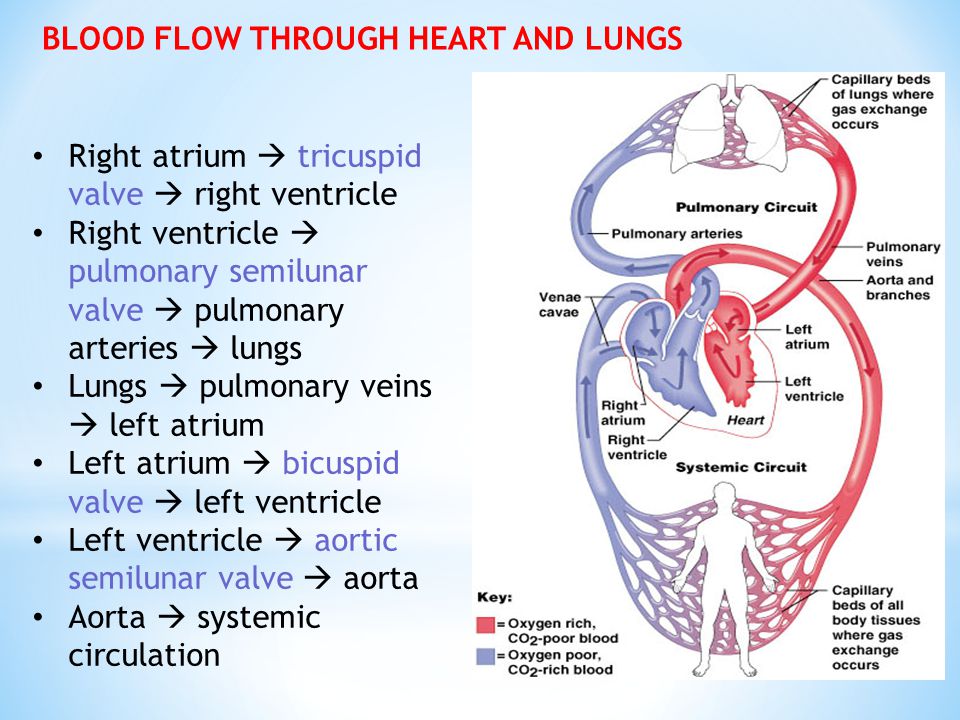 Cardiovascular System Ppt Download