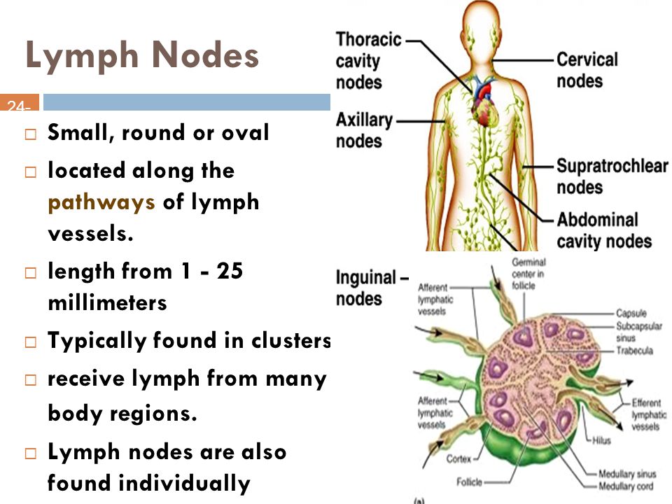 Lymph Nodes Small, round or oval
