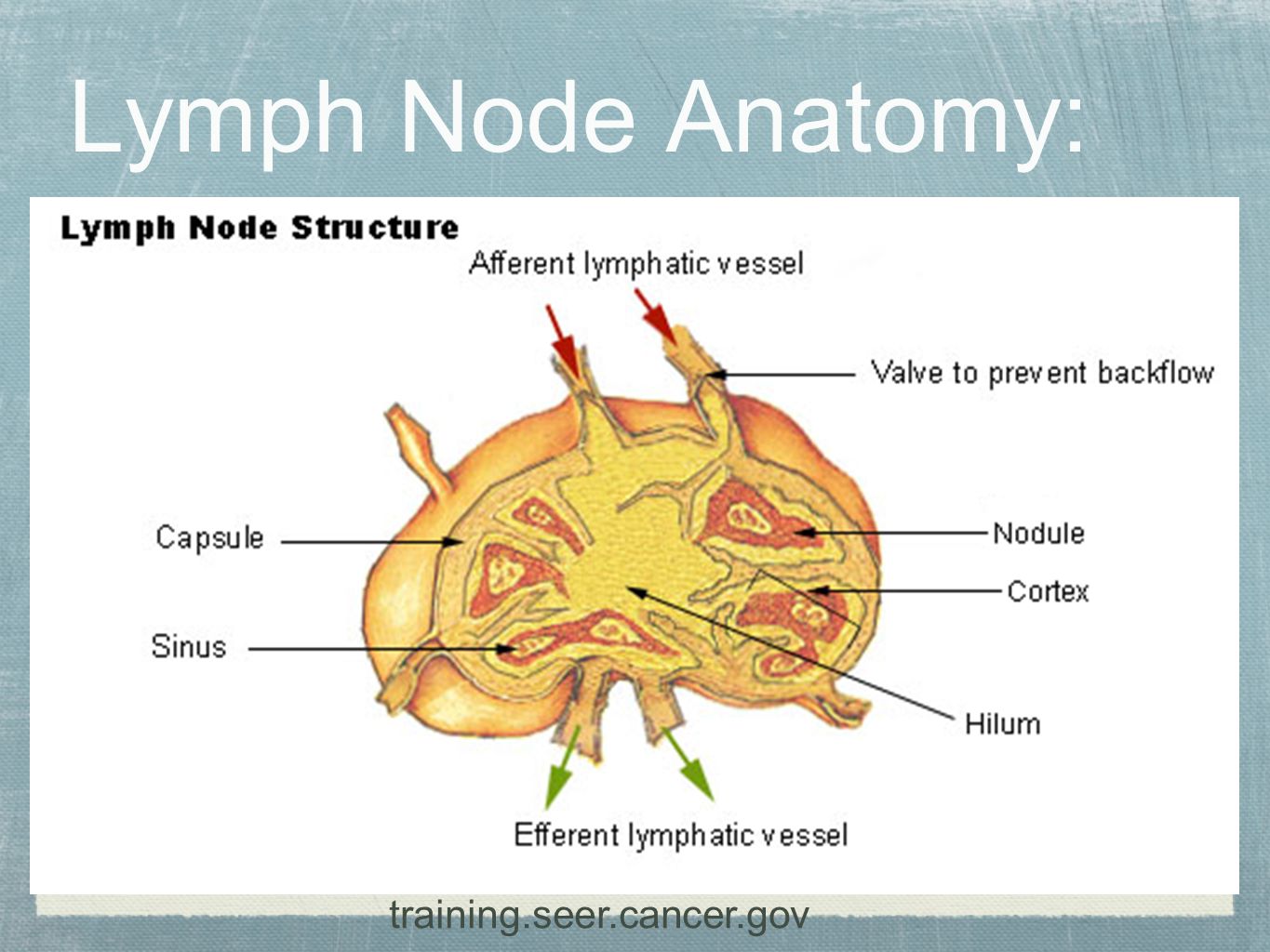 Лимфоузлы особенности. Строение лимфатического узла у животных. Лимфатический узел рисунок анатомия. Схема строения лимфатического узла иммунология. Внутригрудные лимфоузлы классификация.