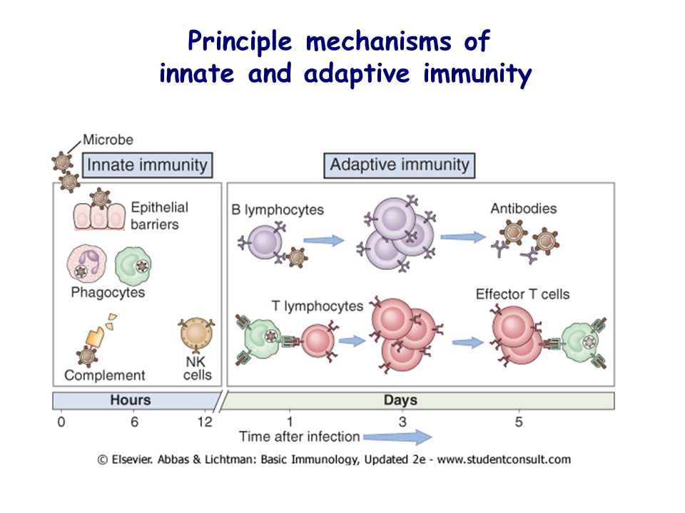 basic immunology abbas exam questions basic immunology abbas exam questions