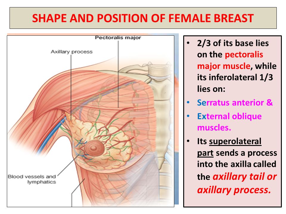 Breast assessment key terms flashcards