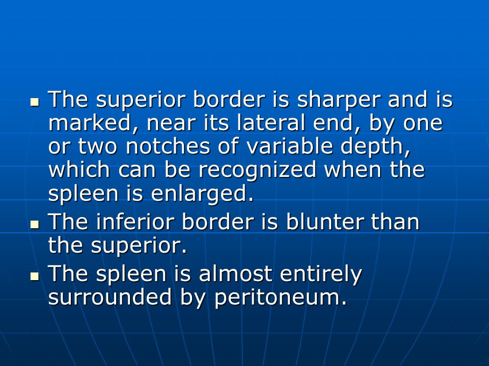 The superior border is sharper and is marked, near its lateral end, by one or two notches of variable depth, which can be recognized when the spleen is enlarged.